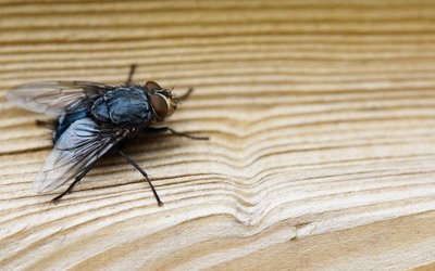Fliege auf Holz