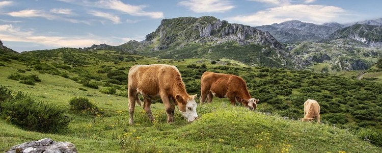 Kühe auf einer Weide dahinter Berge